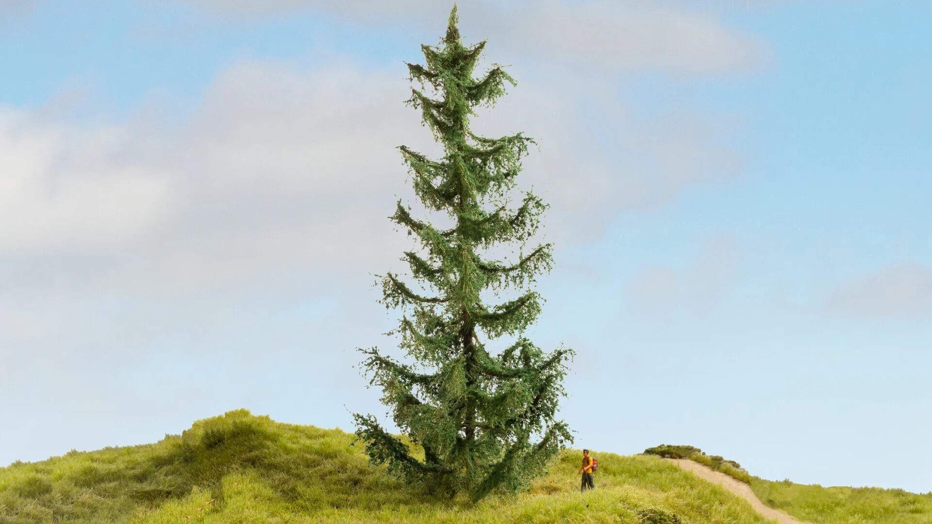 Noch - Pinheiro (Spruce Tree) - Multi Escala: 20191