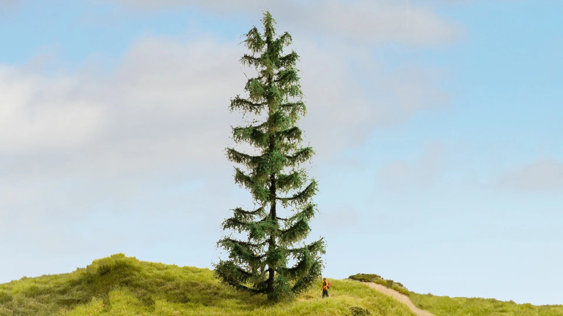 Noch - Pinheiro (Spruce Tree) - Multi Escala: 20192