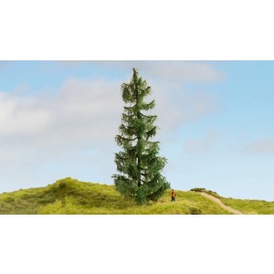 Noch - Pinheiro (Spruce Tree) - Multi Escala: 20190