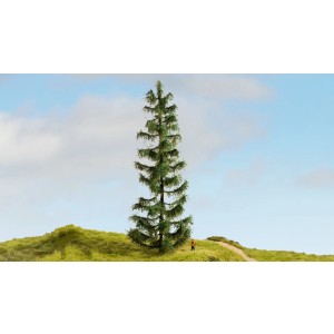 Noch - Pinheiro (Spruce Tree) - Multi Escala: 20192